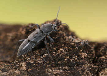 Sierra Bermeja, el paraíso para los insectos: Un estudio revela la presencia de 514 especies en la zona