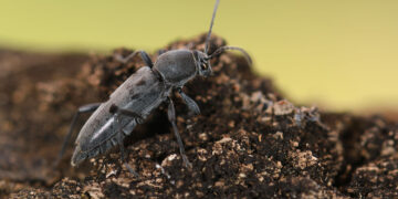 Sierra Bermeja, el paraíso para los insectos: Un estudio revela la presencia de 514 especies en la zona