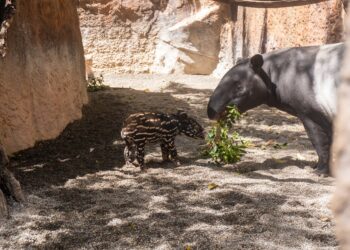 La cría de tapir malayo de Bioparc Fuengirola explora su recinto exterior junto a su madre