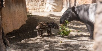 La cría de tapir malayo de Bioparc Fuengirola explora su recinto exterior junto a su madre