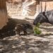 La cría de tapir malayo de Bioparc Fuengirola explora su recinto exterior junto a su madre