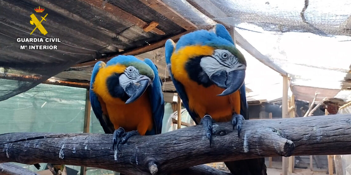 Desmantelada una red internacional de tráfico de una treintena de especies protegidas