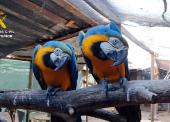 Desmantelada una red internacional de tráfico de una treintena de especies protegidas