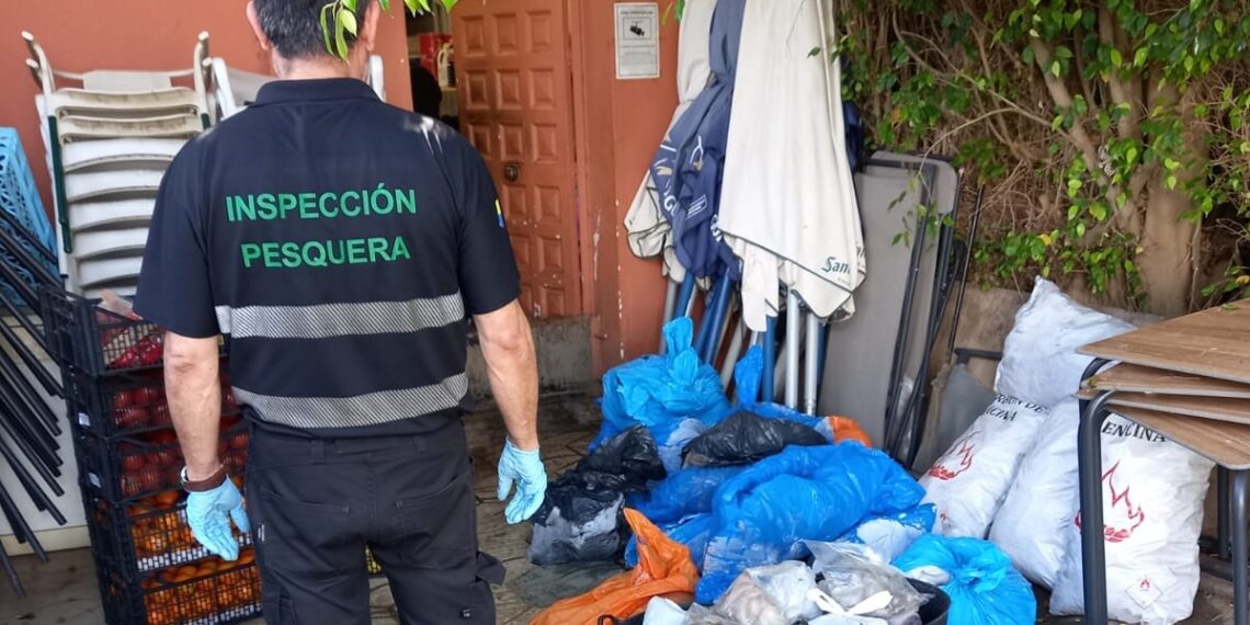 Intervenidos más de 450 kilos de pulpo congelado en la provincia de Málaga