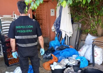 Intervenidos más de 450 kilos de pulpo congelado en la provincia de Málaga