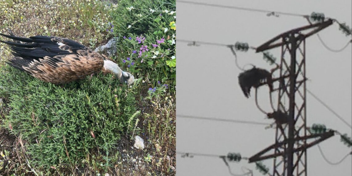 Cortes de luz en Casares por el impacto de dos buitres: el Ayuntamiento pide «mejorar la red eléctrica»