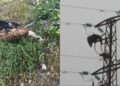 Cortes de luz en Casares por el impacto de dos buitres: el Ayuntamiento pide «mejorar la red eléctrica»