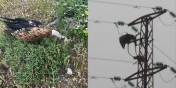 Cortes de luz en Casares por el impacto de dos buitres: el Ayuntamiento pide «mejorar la red eléctrica»