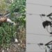 Cortes de luz en Casares por el impacto de dos buitres: el Ayuntamiento pide «mejorar la red eléctrica»