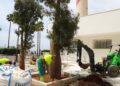 Marbella inicia la transformación del entorno del Faro con las obras de acondicionamiento del jardín