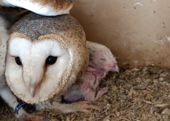 Torremolinos impulsa la recuperación de la lechuza común con su primer polluelo reintroducido en libertad
