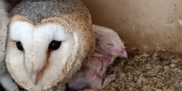 Torremolinos impulsa la recuperación de la lechuza común con su primer polluelo reintroducido en libertad