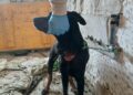 Localizan en estado de abandono a una perra desaparecida hace dos años en Marbella