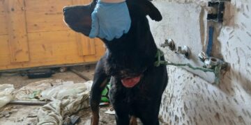 Localizan en estado de abandono a una perra desaparecida hace dos años en Marbella