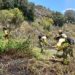 Los bomberos forestales trabajan para controlar un incendio ya estabilizado en Arriate