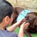 ‘La casita de Nilo’, el nuevo espacio para la realización de Intervenciones Asistidas con Animales