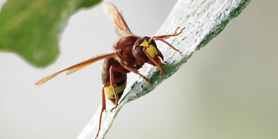 Un proyecto de ciencia ciudadana define un mapa de la expansión de una avispa invasora en Andalucía