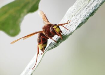 Un proyecto de ciencia ciudadana define un mapa de la expansión de una avispa invasora en Andalucía