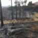Controlado el incendio forestal de Alhaurín El Grande