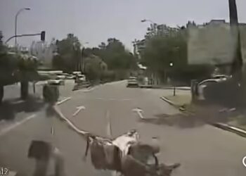 Atropellada una mujer y su bebé, de dos años y medio, al cruzar un paso de peatones con el semáforo en rojo en Marbella