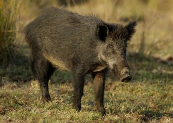 Emergencia cinegética en Andalucía para frenar la superpoblación de jabalíes