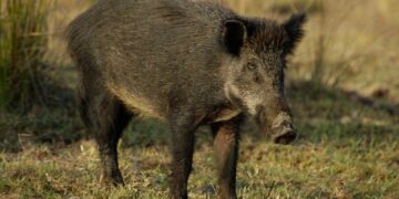 Emergencia cinegética en Andalucía para frenar la superpoblación de jabalíes