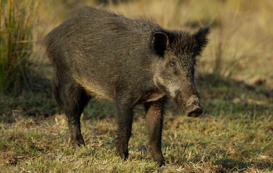 Emergencia cinegética en Andalucía para frenar la superpoblación de jabalíes