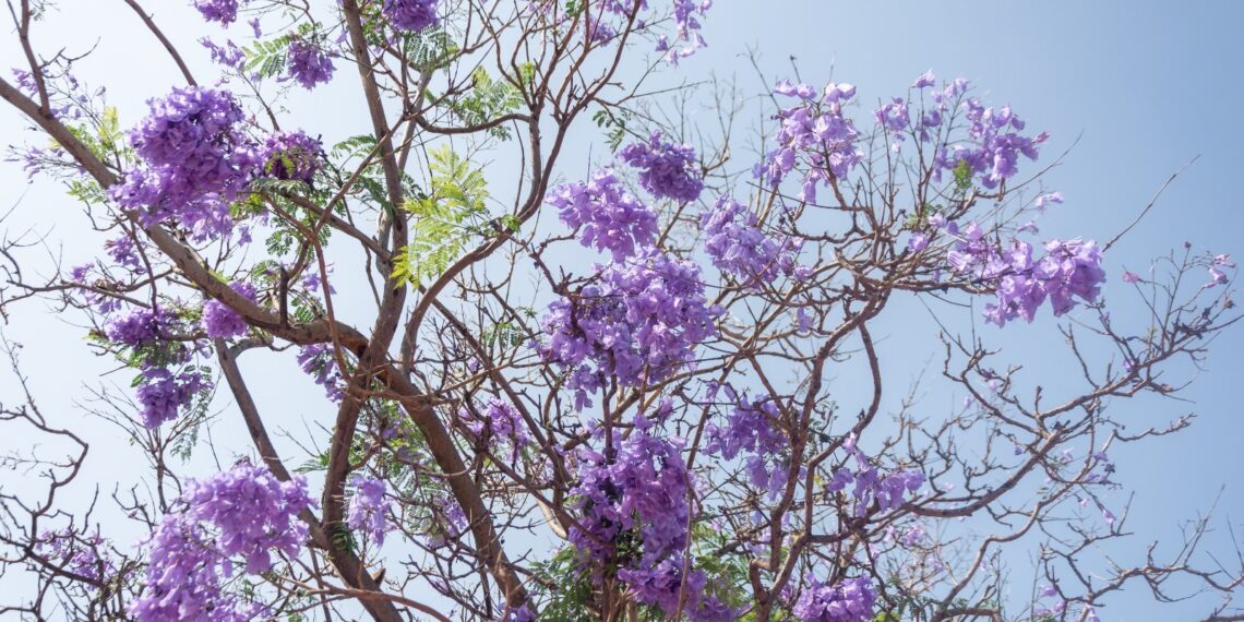 Torremolinos pone en marcha un plan para el control de plagas que afecta a la masa arbórea del municipio