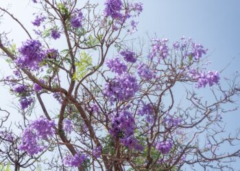 Torremolinos pone en marcha un plan para el control de plagas que afecta a la masa arbórea del municipio