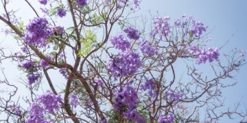 Torremolinos pone en marcha un plan para el control de plagas que afecta a la masa arbórea del municipio