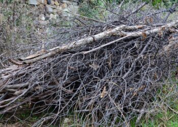 Margarita del Cid pide a propietarios de terrenos y parcelas su correcto mantenimiento por seguridad, salubridad y estética