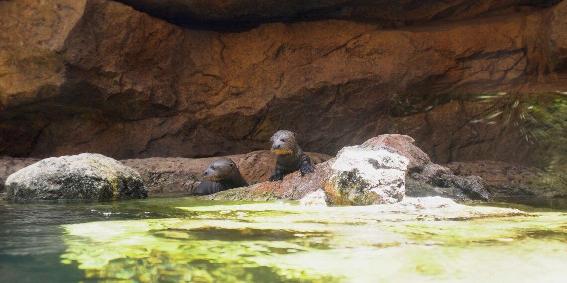 Las tres crías de nutria gigante nacidas en abril comienzan a explorar la ría exterior de Bioparc Fuengirola
