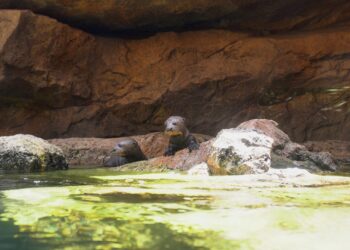 Las tres crías de nutria gigante nacidas en abril comienzan a explorar la ría exterior de Bioparc Fuengirola