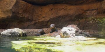 Las tres crías de nutria gigante nacidas en abril comienzan a explorar la ría exterior de Bioparc Fuengirola