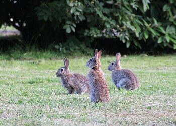La Junta declara medidas cinegéticas excepcionales en la provincia de Málaga por los daños provocados por el conejo silvestre