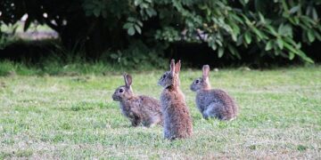 La Junta declara medidas cinegéticas excepcionales en la provincia de Málaga por los daños provocados por el conejo silvestre