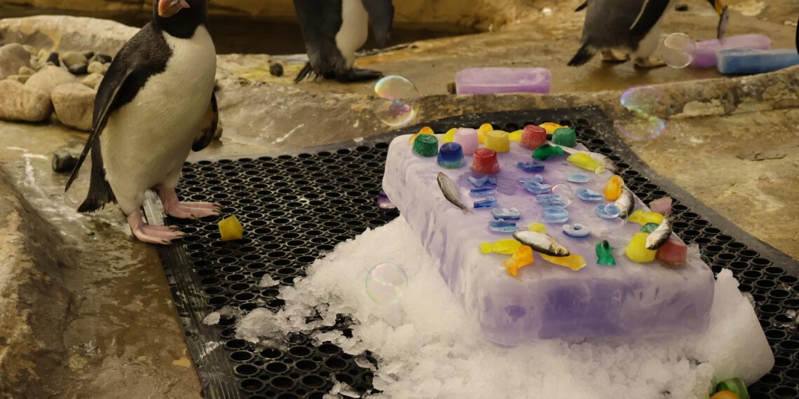 Opi, la primera cría de pingüino Macaroni nacida en Selwo Marina Benalmádena en mucho tiempo, celebra su primer cumpleaños