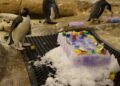 Opi, la primera cría de pingüino Macaroni nacida en Selwo Marina Benalmádena en mucho tiempo, celebra su primer cumpleaños