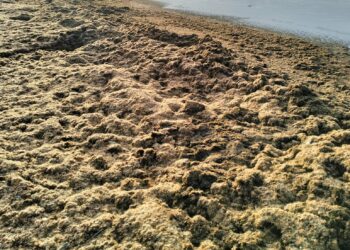 Marbella afronta una emergencia ambiental con la retirada de 1.800 toneladas de algas invasoras en solo 15 días