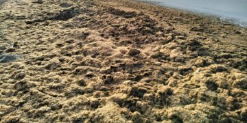 Marbella afronta una emergencia ambiental con la retirada de 1.800 toneladas de algas invasoras en solo 15 días