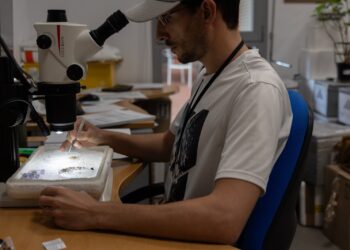 Las trampas de mosquitos no detectan circulación del virus del Nilo occidental la última semana en Andalucía