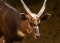 Bioparc Fuengirola da la bienvenida a un nuevo macho de sitatunga occidental
