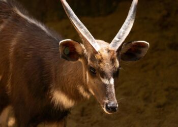 Bioparc Fuengirola da la bienvenida a un nuevo macho de sitatunga occidental