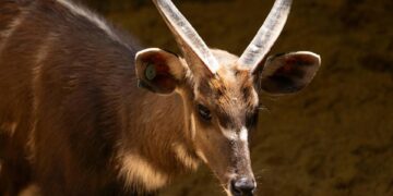 Bioparc Fuengirola da la bienvenida a un nuevo macho de sitatunga occidental