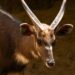 Bioparc Fuengirola da la bienvenida a un nuevo macho de sitatunga occidental