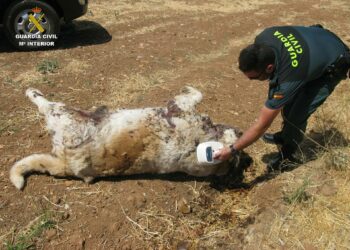 Investigan la muerte de un perro por disparos provocados con un arma detonadora en Coín