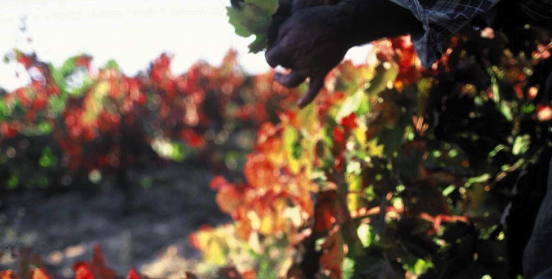 Las previsiones para la vendimia en Málaga apuntan a un descenso de un 30% y estará condicionada por el mildiu