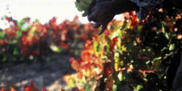 Las previsiones para la vendimia en Málaga apuntan a un descenso de un 30% y estará condicionada por el mildiu