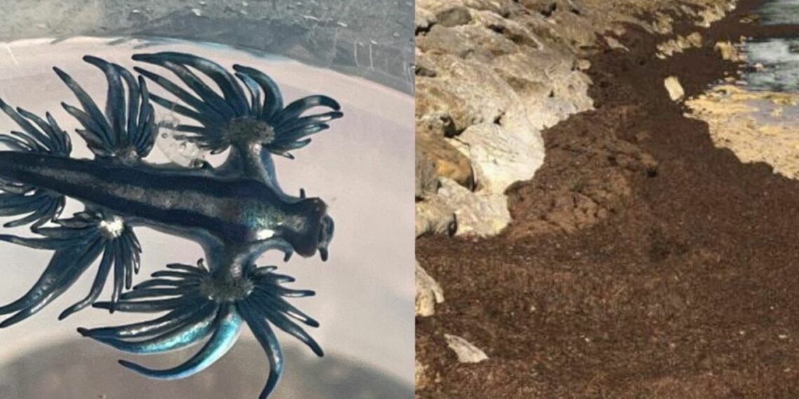 Experto sobre la aparición del ‘dragón azul’ en la Costa del Sol: «No hay que alarmar, pero sí estar preparados»