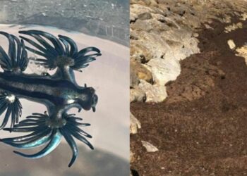 Experto sobre la aparición del ‘dragón azul’ en la Costa del Sol: «No hay que alarmar, pero sí estar preparados»